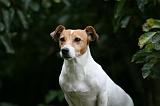 JACK RUSSEL 245